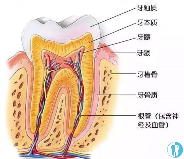 牙齿结构示意图