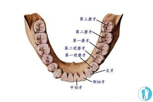 磨牙位置图