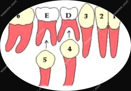 牙齿的位置分布图