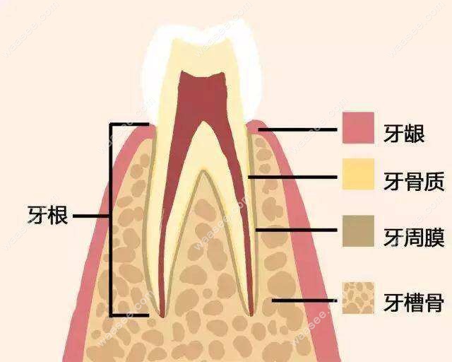 牙齿结构示意图