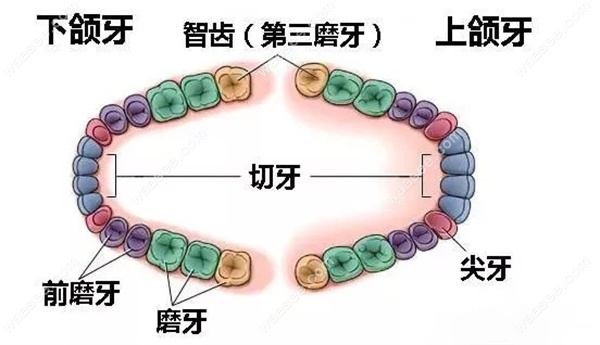 智齿的所在位置