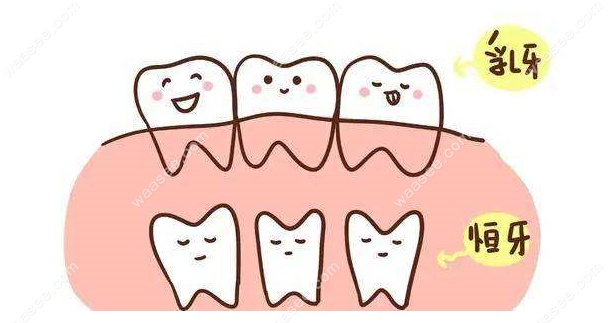 乳牙和恒牙的排列顺序
