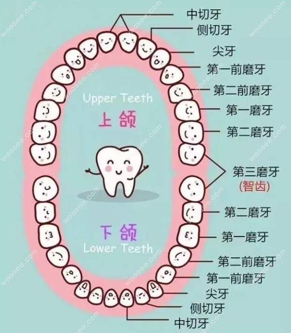 牙齿的各个名称 牙齿的各个名称