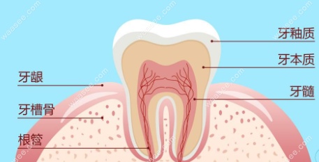 长期佩戴活动假牙会导致牙槽骨萎缩吗?种牙会是更好选择