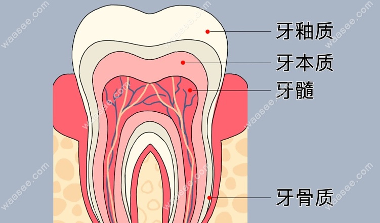 再生牙齿是个骗局吗?听说日本再生牙预计两年后推出市场